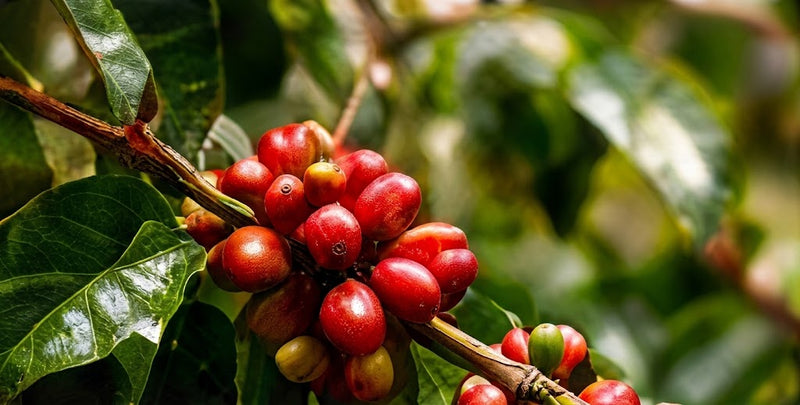 Authentic Uganda Origin